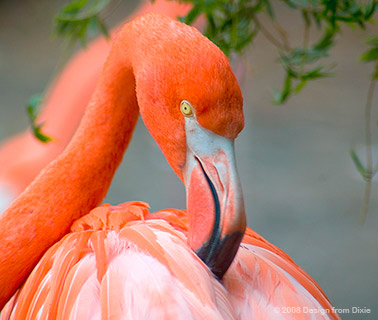 pink flamingo