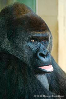 gorilla