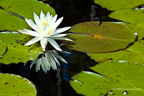 water lily